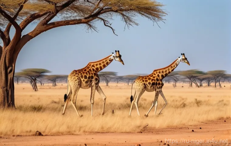 니제르에서 야생 동물 보호구역 방문 - **A group of elegant West African giraffes (Giraffa camelopardalis peralta) with their distinctly li...