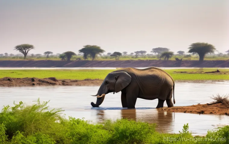 니제르에서 야생 동물 보호구역 방문 - **A group of elegant West African giraffes (Giraffa camelopardalis peralta) with their distinctly li... 니제르에서 야생 동물 보호구역 방문 - **A group of elegant West African giraffes (Giraffa camelopardalis peralta) with their distinctly li...